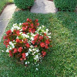 weiße und rote Blumen auf einem Grab